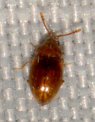 Atomaria