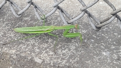 Tenodera angustipennis