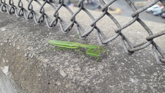 Tenodera angustipennis