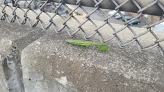 Tenodera angustipennis