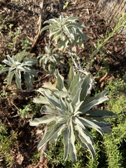 Salvia apiana