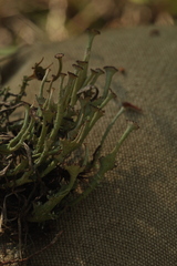 Cladonia verticillata
