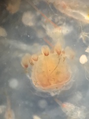 Hydrozoa