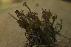 Cladonia verticillata