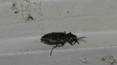 Melanophila consputa