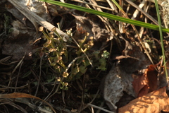 Cladonia verticillata