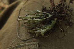 Cladonia verticillata