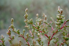 Petrosimonia oppositifolia