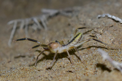 Galeodidae