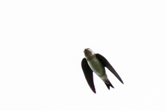 Delichon urbicum urbicum
