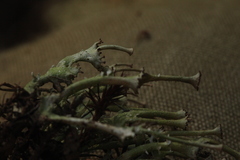 Cladonia verticillata