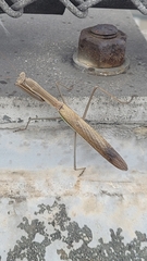 Tenodera angustipennis