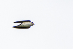 Delichon urbicum urbicum