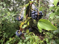 Smilax