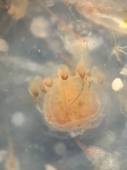 Hydrozoa