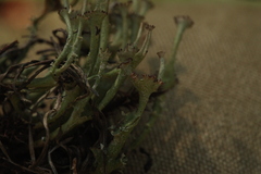 Cladonia verticillata