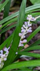 Liriope muscari