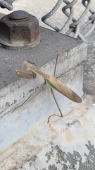Tenodera angustipennis