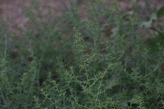 Salsola kali