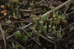 Cladonia verticillata