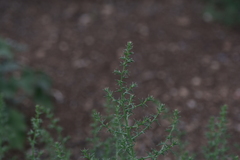 Salsola kali
