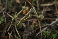 Cladonia verticillata