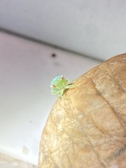 Gyponana octolineata