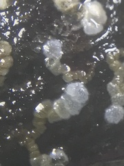 Foraminifera