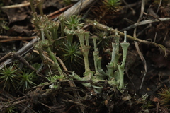 Cladonia verticillata