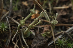 Cladonia verticillata