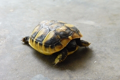 Testudo hermanni boettgeri