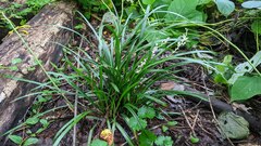 Liriope muscari