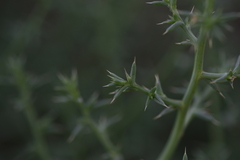 Salsola kali