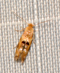 Bucculatrix coronatella