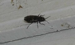 Melanophila consputa