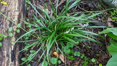Liriope muscari