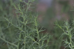 Salsola kali