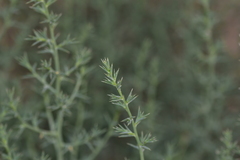 Salsola kali