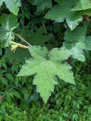 Rubus alceifolius