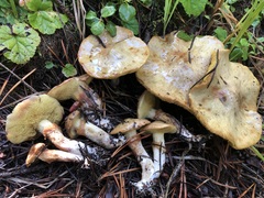 Suillus umbonatus
