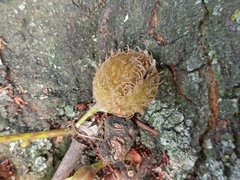 Fagus sylvatica