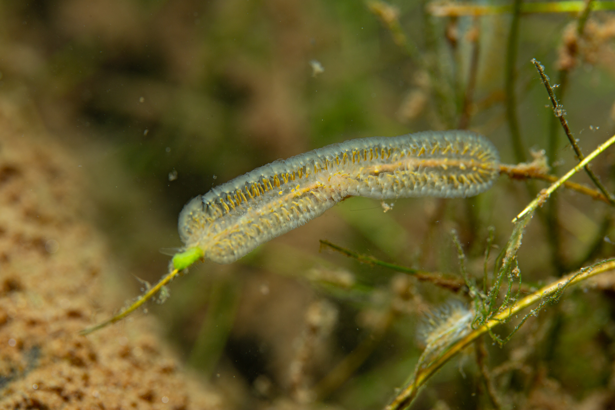 Cristatella mucedo Cuvier, 1798