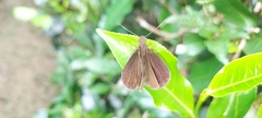 Ancistroides nigrita