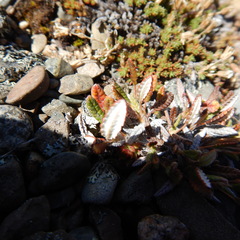 Dryas ajanensis