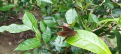 Ancistroides nigrita