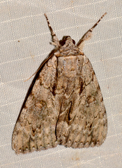 Catocala habilis