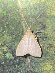Pyraustini