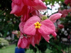 Mussaenda philippica