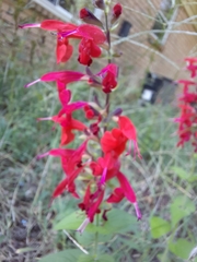 Salvia coccinea