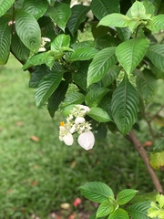 Mussaenda philippica